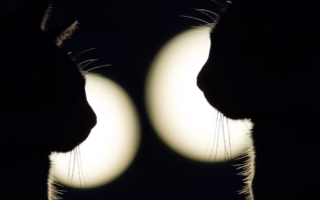 El 10 de marzo, la mística Luna Nueva en Piscis nos visita, donde todos tus sueños se pueden materializar, ya que nos sumerge en un océano de posibilidades y renovación.