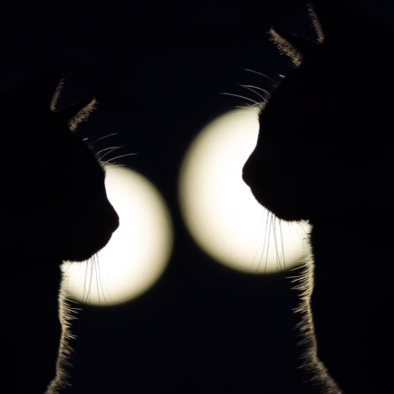 El 10 de marzo, la mística Luna Nueva en Piscis nos visita, donde todos tus sueños se pueden materializar, ya que nos sumerge en un océano de posibilidades y renovación.